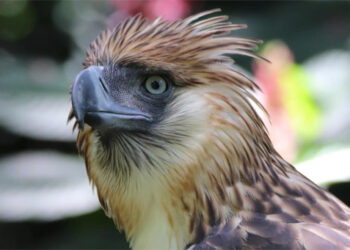 菲律賓鷹維戈15 歲生日