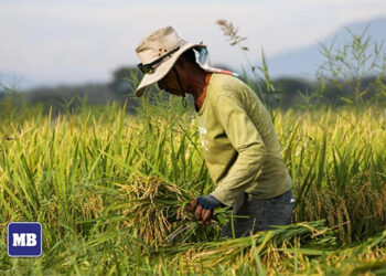 兩參議員：禁止總統調整大米關稅