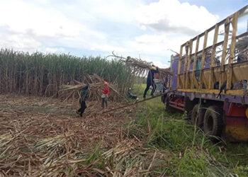 糖業衰落　參院審查現行糖業法