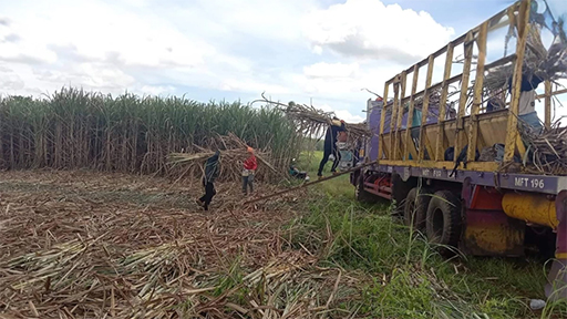 糖業衰落　參院審查現行糖業法