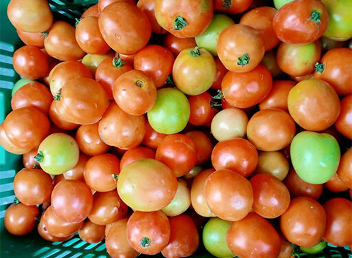 價格太低 新鮮番茄被傾倒丟棄