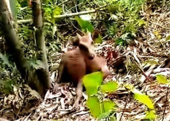 馬林杜克省發現滅絕的菲律賓鹿