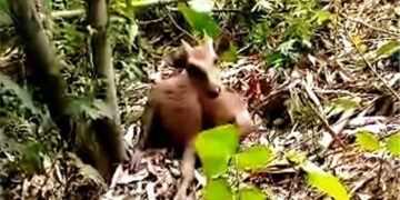 馬林杜克省發現滅絕的菲律賓鹿