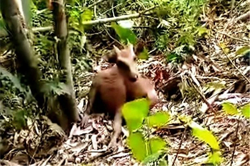 馬林杜克省發現滅絕的菲律賓鹿