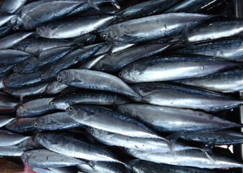 食用流動攤圖林根魚 66人中毒