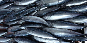 食用流動攤圖林根魚 66人中毒