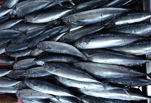 食用流動攤圖林根魚 66人中毒