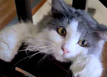 虐待動物　眾院立法終身禁養