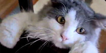 虐待動物　眾院立法終身禁養